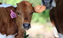 2020 Farewell Lulu Bell Bull