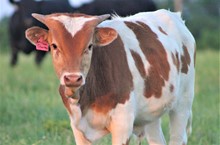 2021 African Charmer Bull