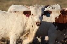 2021 Pretty Pepper Bull