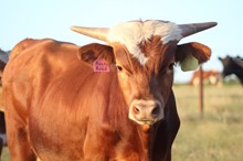 2021 Rocky Road Bull