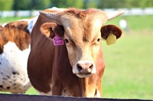 2021 Painted Rock Bull