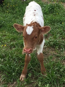 2020 Justa Swingin Bull Calf