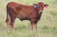 2021 Secret Passion Heifer #2