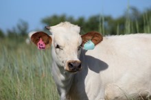 2021 Rios Reward Bull