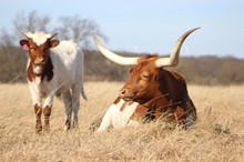 2021 Country Grammar Bull